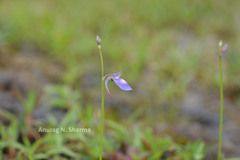 Utricularia arcuata
